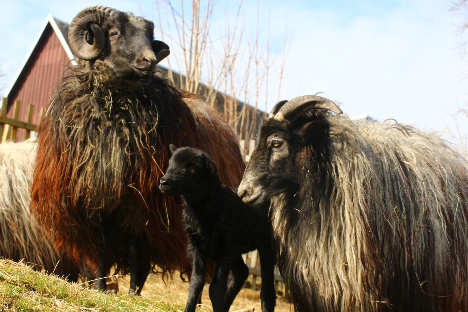 Familie Heidschnucke 