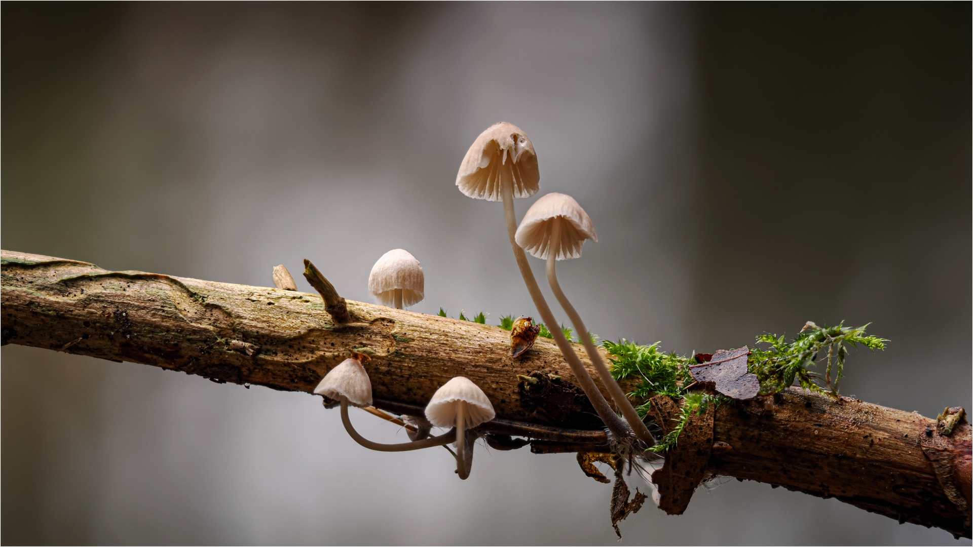 Familie Helmling