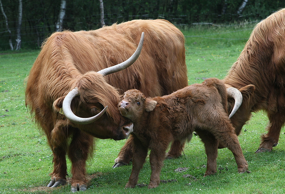 familie highland