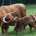 familie highland