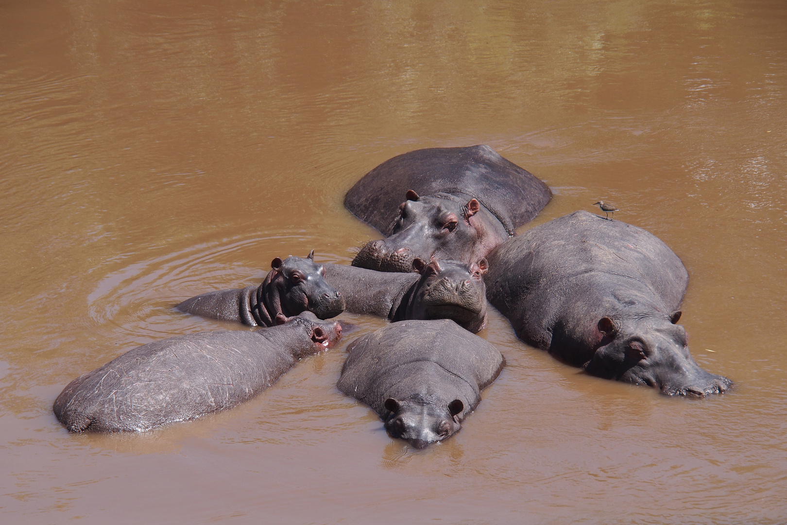 Familie Hippo