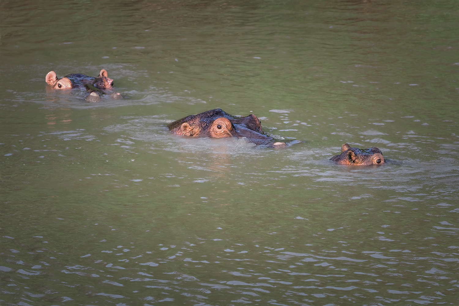 Familie Hippo