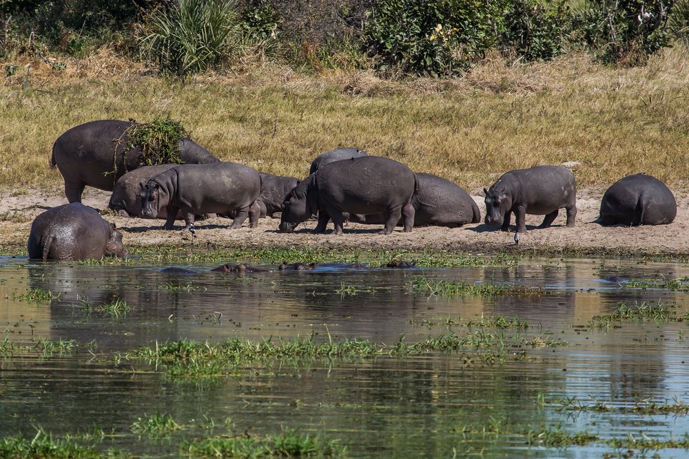 Familie Hippo beim Baden