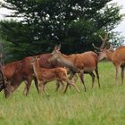 Familie Hirsch