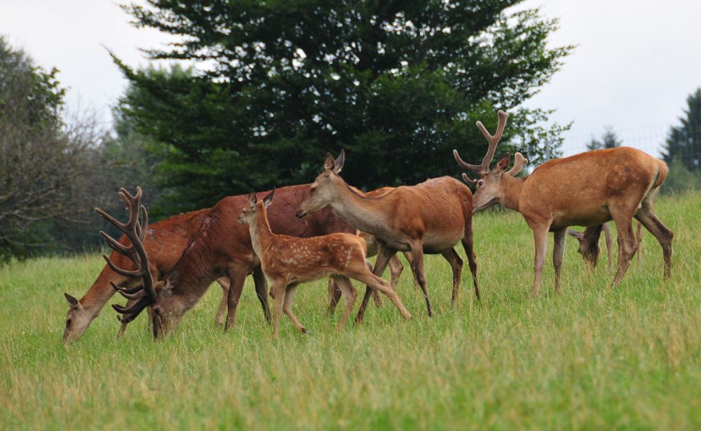 Familie Hirsch