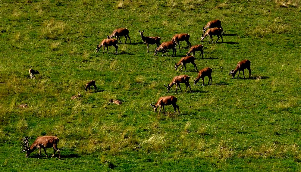 Familie Hirsch ...