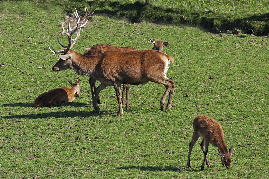 Familie Hirsch