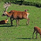 Familie Hirsch