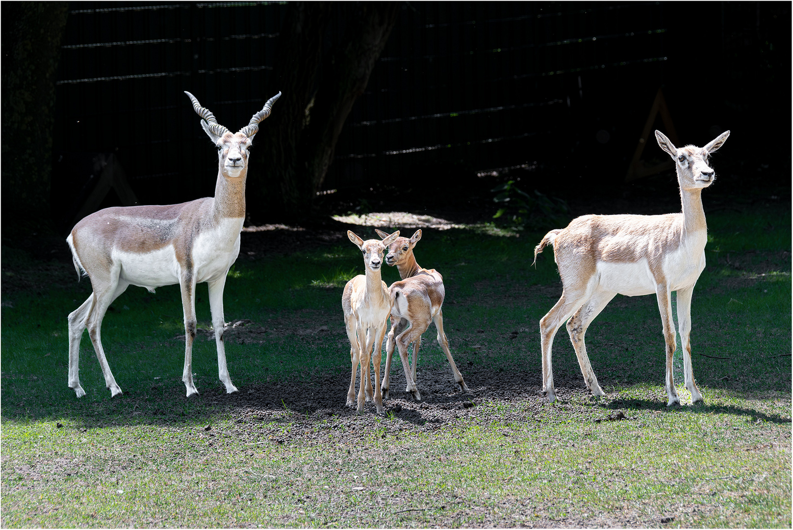 Familie Hirschziegenantilopen