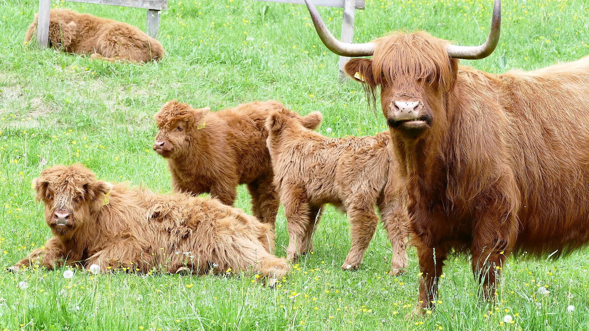 Familie Hochlandrind