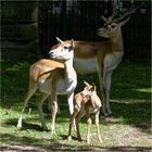 Familie Hochziegenantilopen