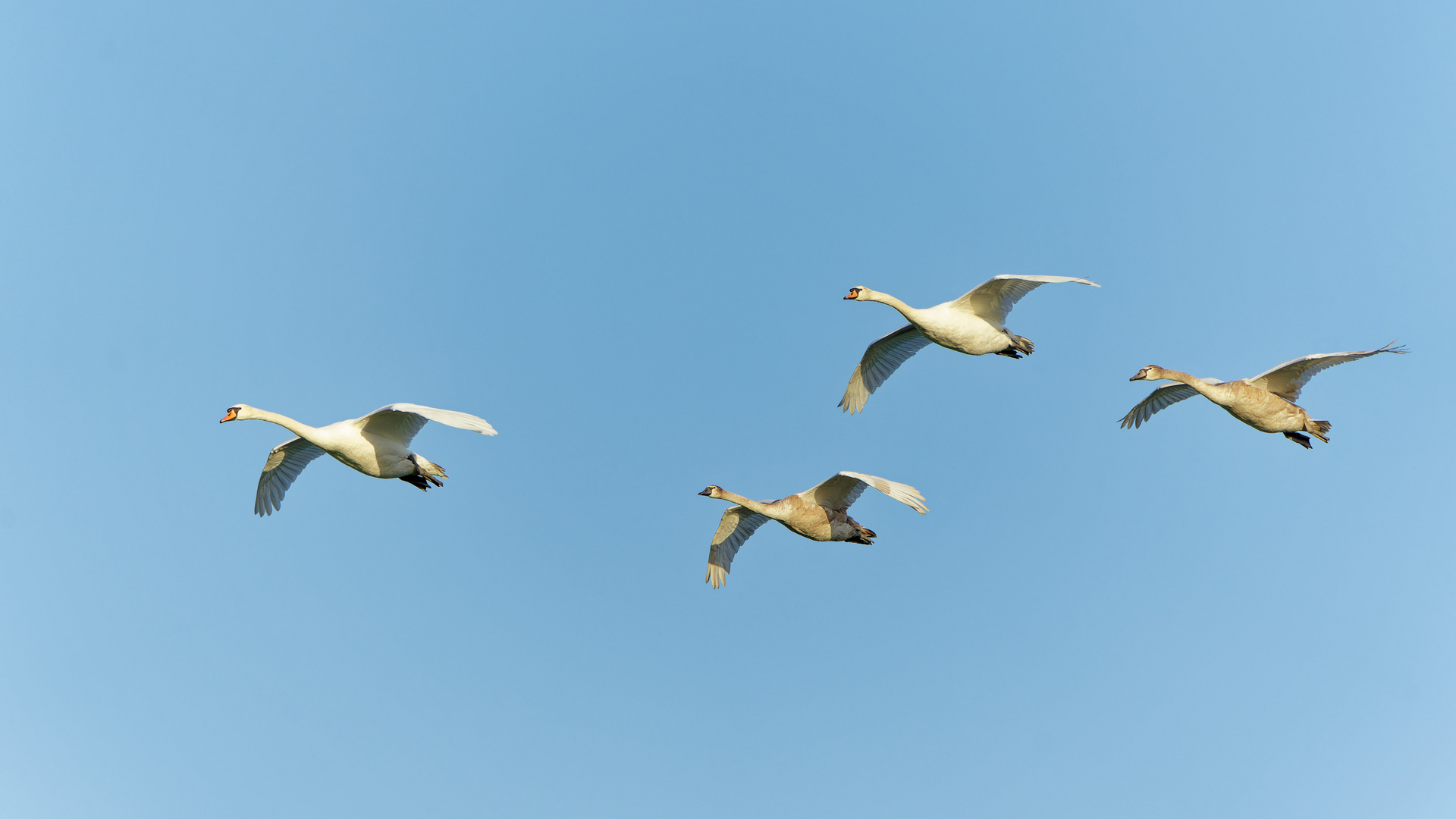 Familie Höckerschwan 