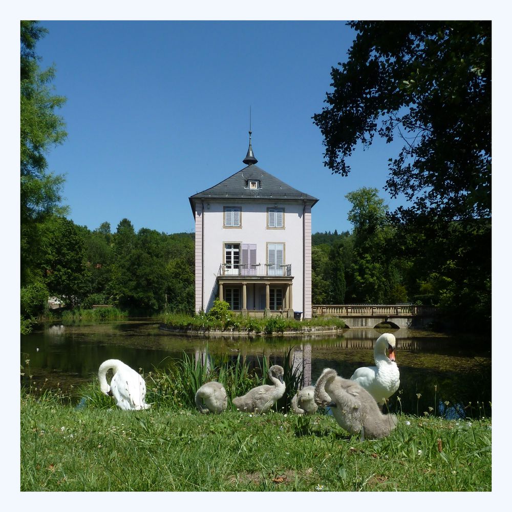 Familie Höckerschwan