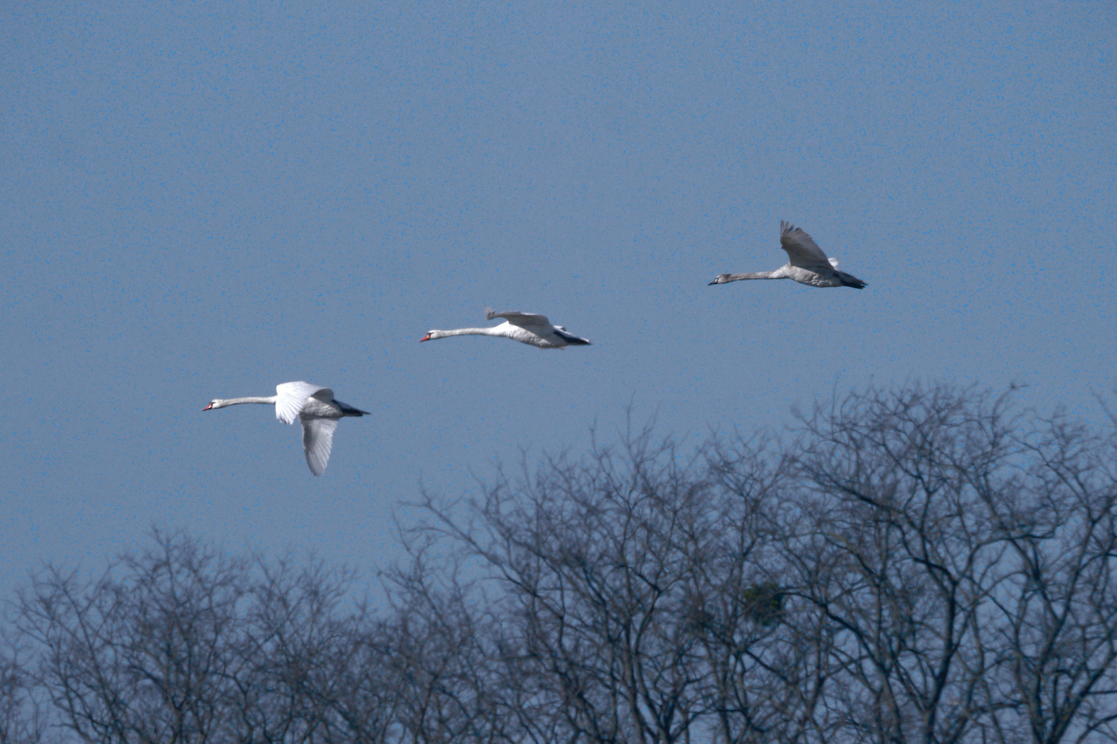 Familie Höckerschwan