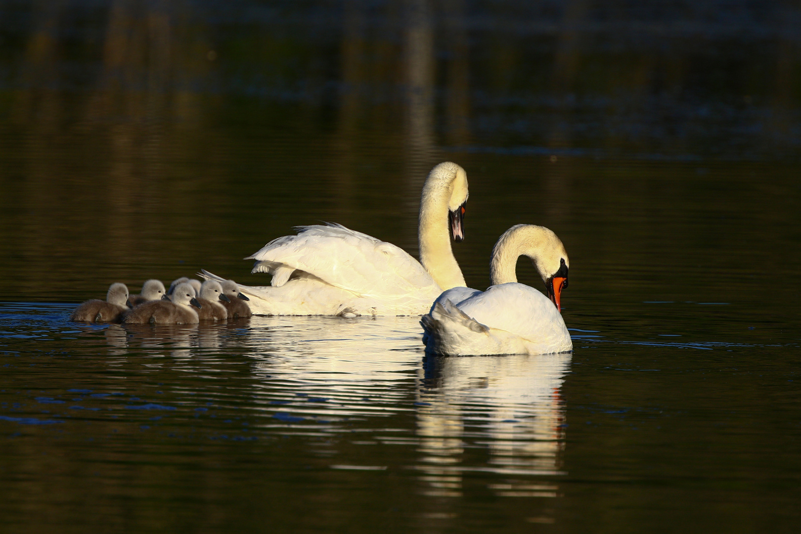 Familie Höckerschwan