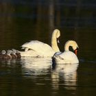 Familie Höckerschwan