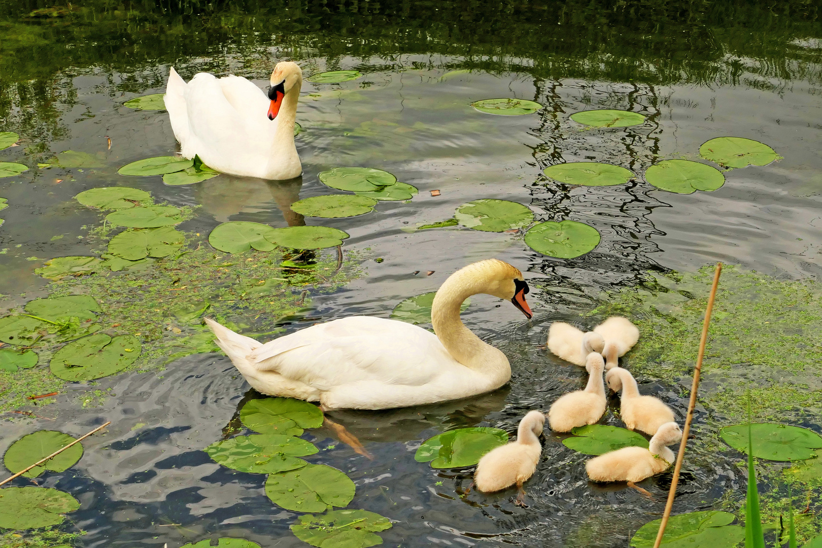 Familie Höckerschwan