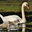 Familie Höckerschwan