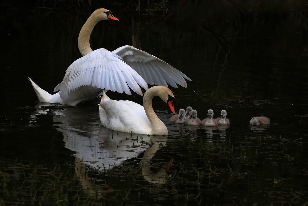 Familie Höckerschwan