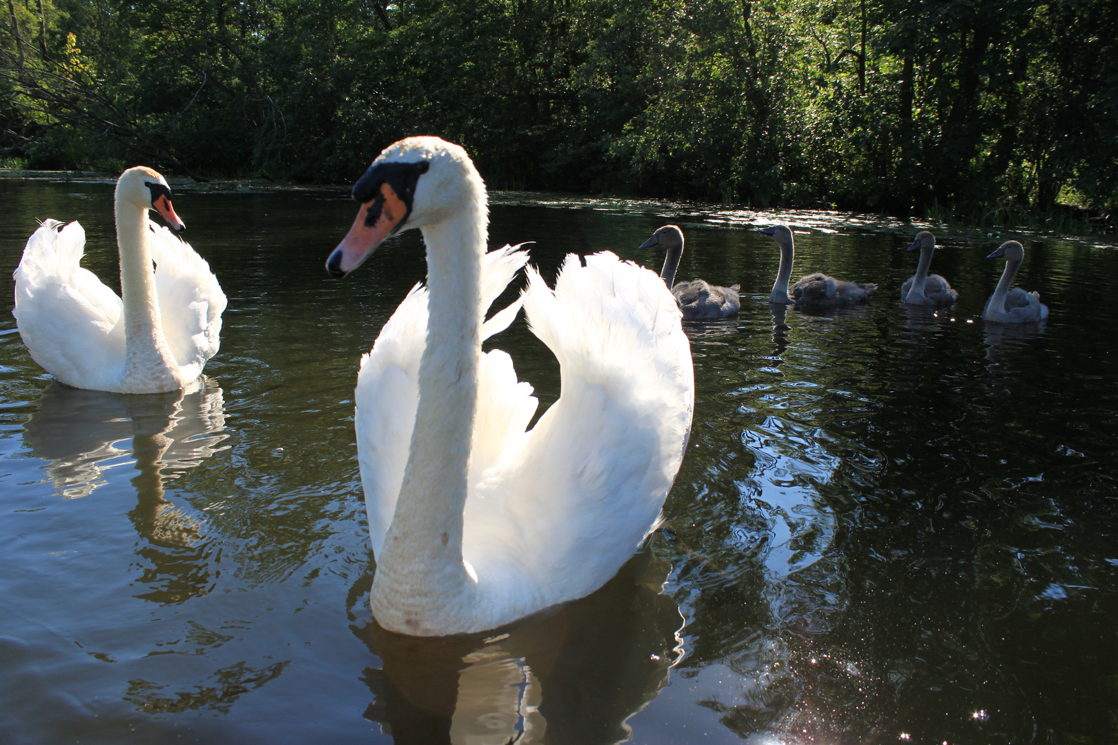 Familie Höckerschwan