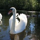 Familie Höckerschwan