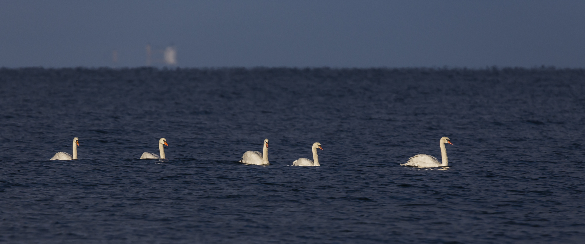 Familie Höckerschwan auf dem Meer