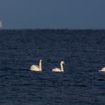 Familie Höckerschwan auf dem Meer