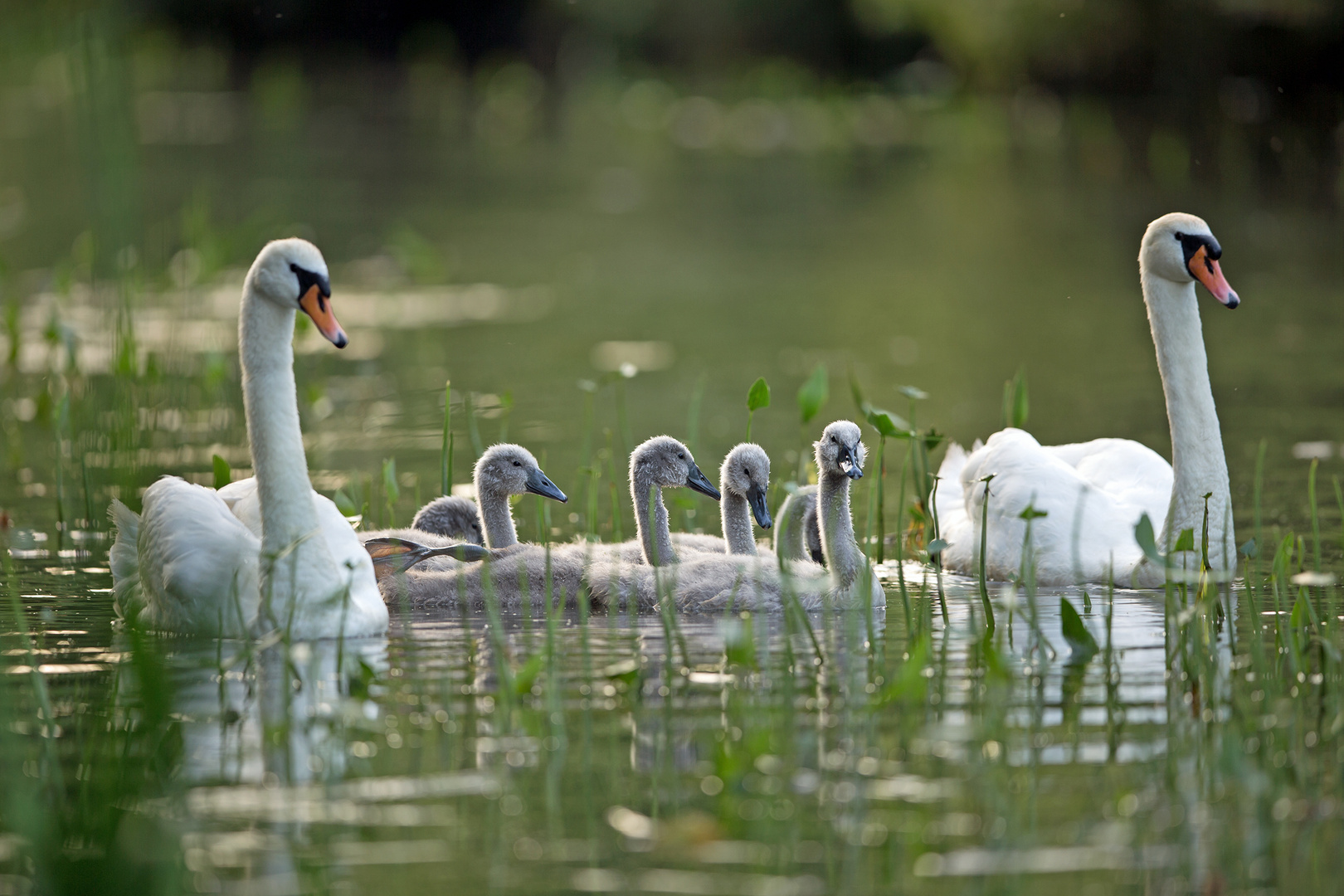 Familie Höckerschwan auf dem Weg zum Schlafplatz