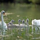 Familie Höckerschwan auf dem Weg zum Schlafplatz