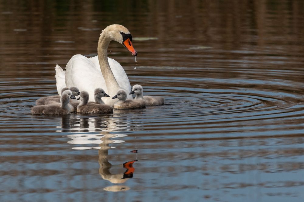 Familie Höckerschwan....