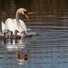 Familie Höckerschwan....