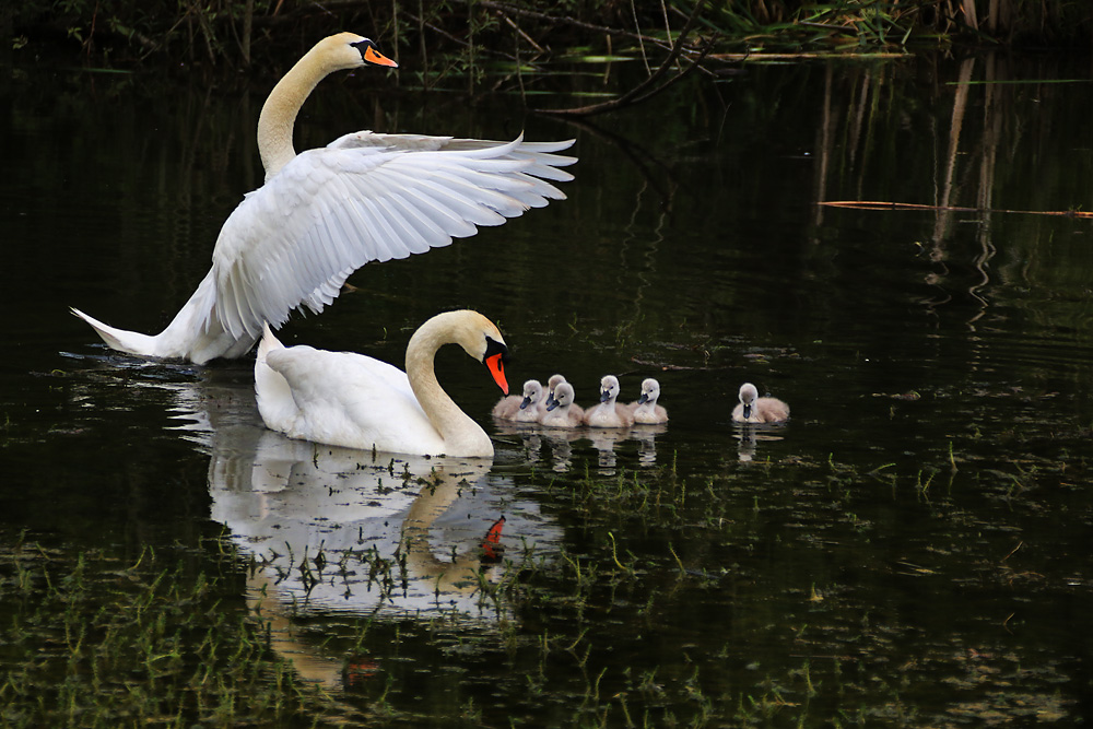 Familie Höckerschwan