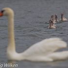 Familie Höckerschwan