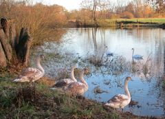 Familie Höckerschwan im November