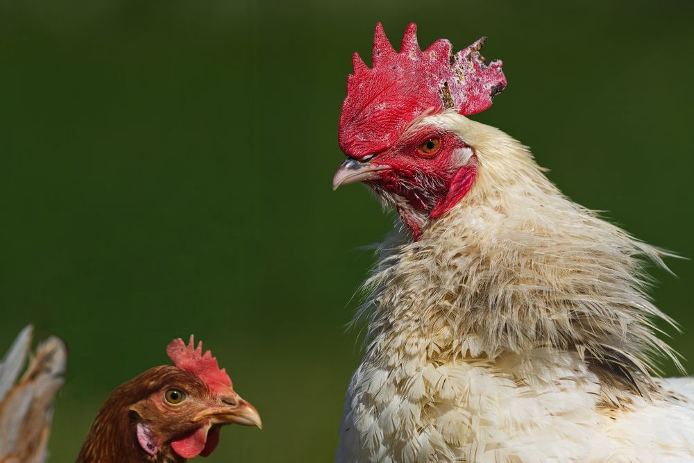 Familie Huhn Foto &amp; Bild | tiere, haustiere, nutztiere Bilder auf ...