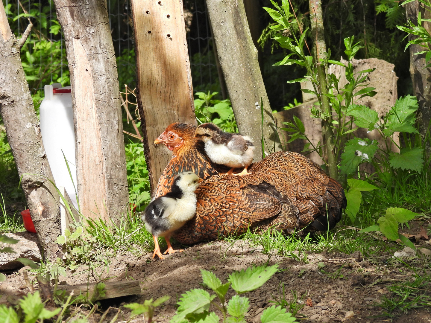 Familie Huhn