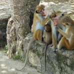 Familie Hutaffen beim Lausen