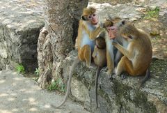 Familie Hutaffen beim Lausen