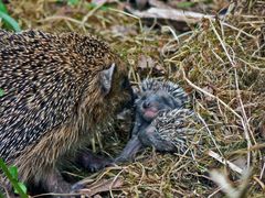 Familie Igel vor dem Umzug