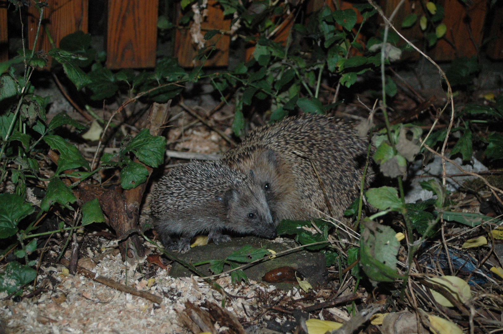 Familie Igel zu Besuch