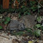 Familie Igel zu Besuch