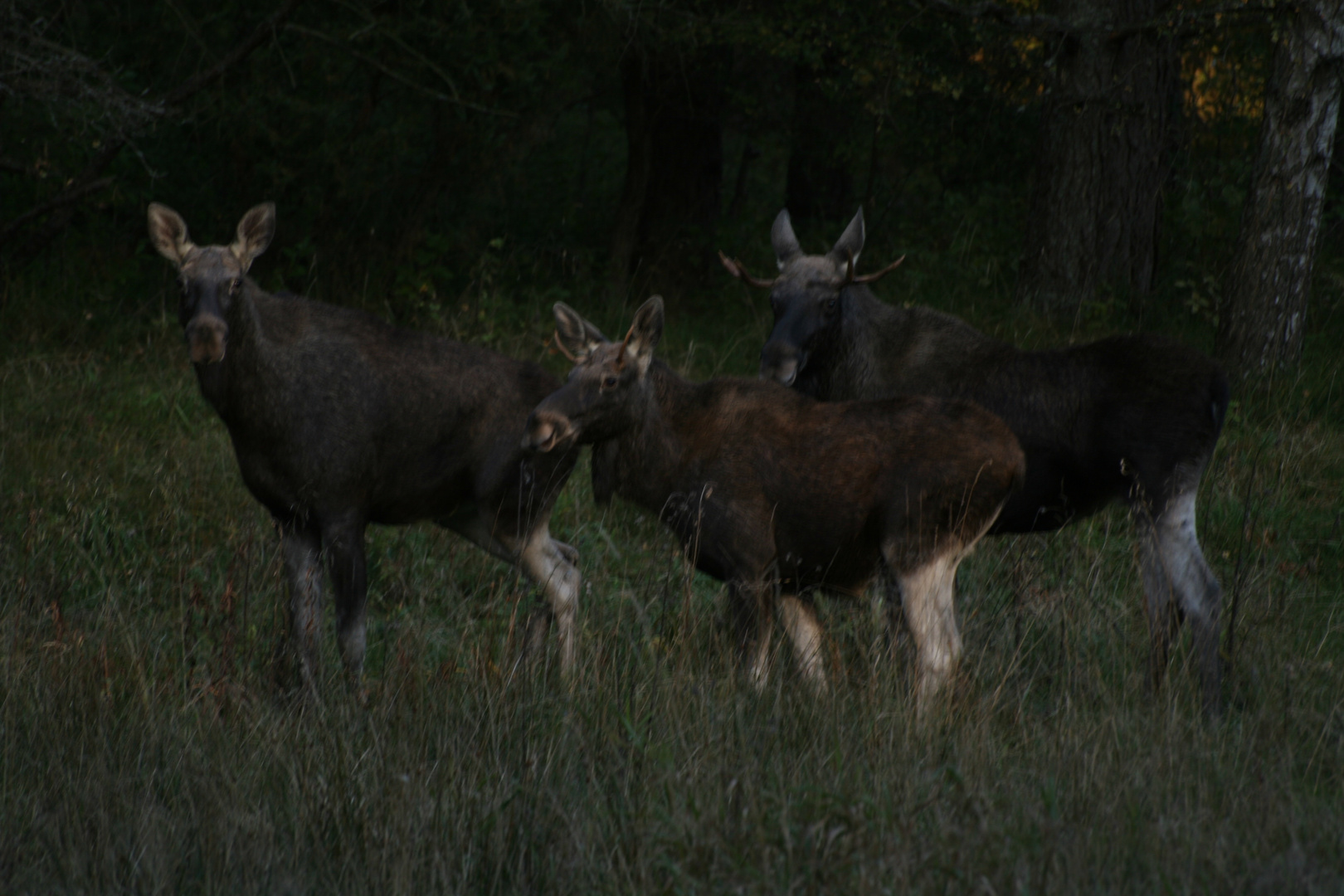 Familie im Masurenwald