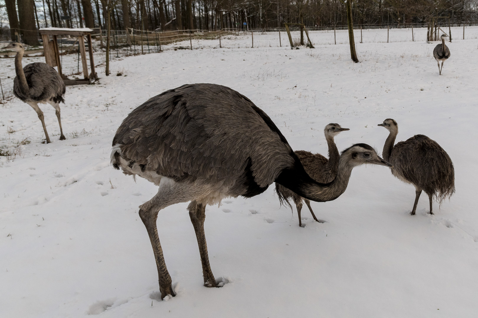 Familie im Schnee