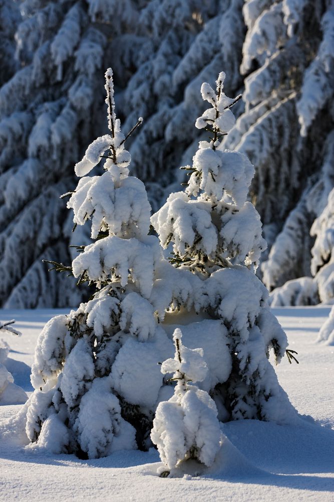 Familie im Schnee :-)