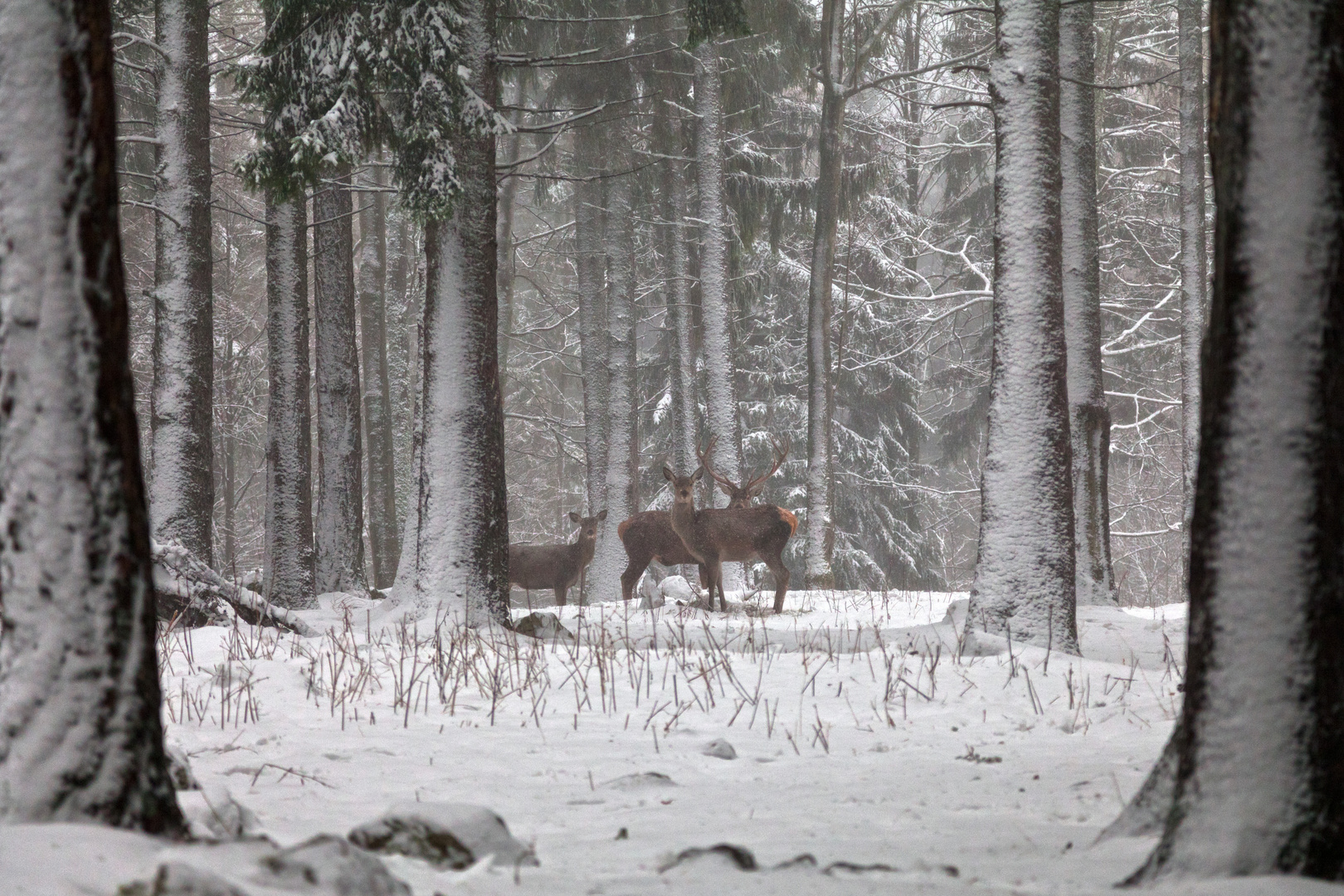 Familie im Schnee