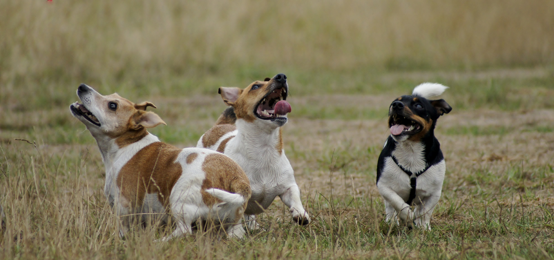 Familie Jack Russel Terrier