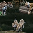 Familie Jaguar