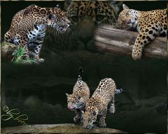 Familie Jaguar