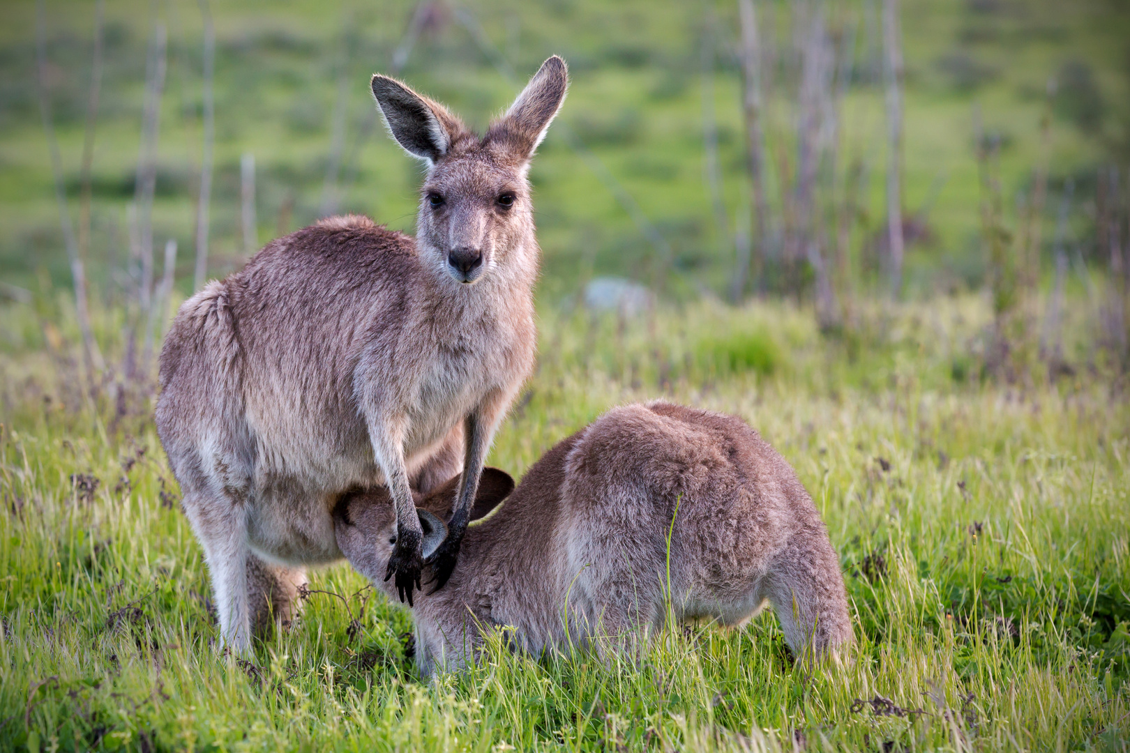 Familie Känguru Foto & Bild | australien, australia, natur ...