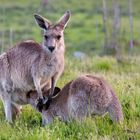 Familie Känguru